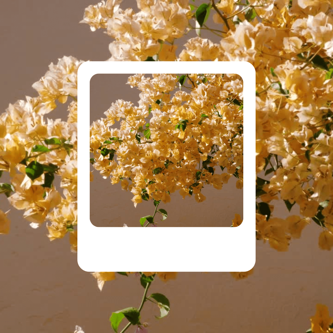 Flores amarillas de primavera en tonos dorados sobre fondo neutro con hojas verdes